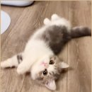 천안고양이분양 브레티쉬숏헤어 가격(fear 청주 , 세종, 아산, 군산)