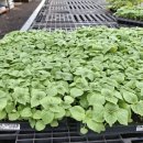 대풍농약사 이미지