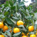 준이농장2 이미지