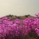 [4월6일] 여수 영취산(510m)진달래 산행 이미지