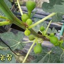 천우 농장 이미지