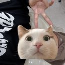 스노우의원 안산점 이미지