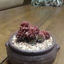 다육화원