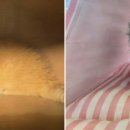 도그마루 강아지 고양이 부산점 이미지