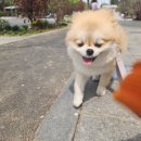 가히애견 이미지