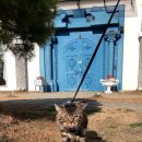 산책하는 고양이 이미지