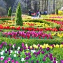 온마을축제) 힐링 입욕제 만들기(11:00~12:00) | 경기도 꽃축제 가볼만한곳 베스트 7 놓치면 후회할 화려한 봄의 향연과 인생샷 명소 가이드