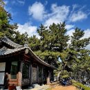 보령 죽도 상화원 &amp; 뽕나무 노거수