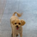 댕스라지 | 부산 수영 애견미용 “댕스탑” 망미 강아지미용 목욕 후기