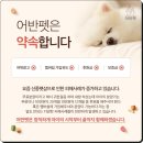 스타일 독-진교애견샵 | 수완지구강아지분양 애견분양 치와와 애견샵 방문 체크포인트