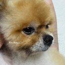 퍼피플 | [퍼피플] 강아지눈물세정제 _ 강아지눈물자국, 고양이눈물자국