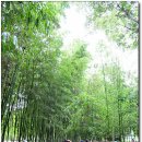 울산의 젖줄, 태화강과 십리대숲 (09. 07. 12) 이미지