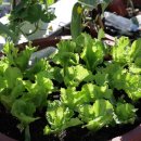 살로메스테이 이미지