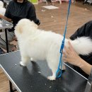 부산애견미용 이미지