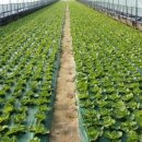 기운농장 이미지