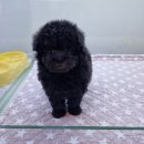 아이러브독 강아지분양 부천점 이미지