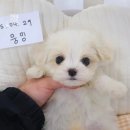 멍앤냥 강아지고양이 안양점 이미지