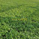 박소현미나리 이미지