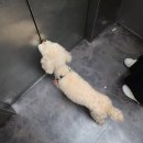 루프앤독 | 안산 애견카페 루프앤독