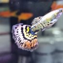 칼라세븐 네이버블로그