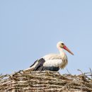 푸른 둥지 이미지