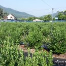 푸르른 농장 이미지