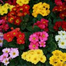 인간과허브 이미지