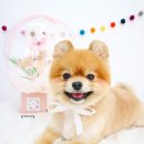 뽀송 애견미용 이미지