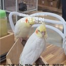 리프패럿진주점 | [경남진주] 앵무새와 교감할 수있는 곳 충무공동 리프패럿