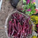 2025 청양 고추 구기자 축제(제26회) 이미지