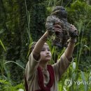 Godzilla vs Kong 연합뉴스