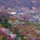 청매실농원 이미지