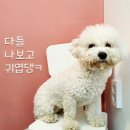 바르다펫 대전점 이미지