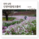 핑크뮬리 꽃단지 원 | 남원 핑크뮬리 명소 신생마을, 백일홍 코스모스도 예쁜 10월 추천여행지