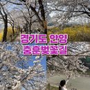 나들가게 팔부자슈퍼 앞 | 서울 근교 벚꽃 명소 안양 충훈 벚꽃길 벚꽃 개화 상황 주차 매점 위치 2025년 4월 6일 기준