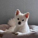 럽독 이미지