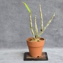 대보 이미지