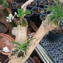 삼보농원 이미지