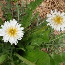 들녁의 하얀집 이미지