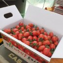 작년에 판매했던 대추방울토마토 올해도 주문 받아요~ 이미지
