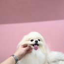 라니바니 이미지