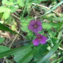 흥부골자연휴양림 이미지