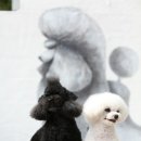 바오그루밍 이미지