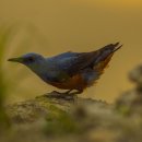 노을과바다 이미지