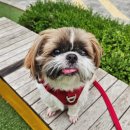단골집이 된 이유?! 수원 두리동물클리닉 여름맞이 짱아 미용 후기