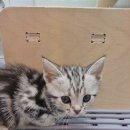 창원고양이분양 퍼스트캣 창원점 이미지