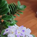 바이올렛 이미지