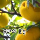 모과아래 이미지