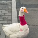 한오리 이미지