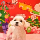 봉구애견미용샵 이미지